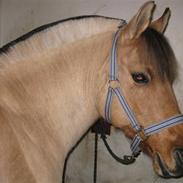 Anden særlig race Beauty Julie's gamle halv part