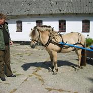 Fjordhest Lyngbjergs Frederik (R.I.P)