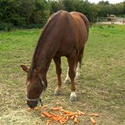 Hannoveraner Dozent (Dozze)