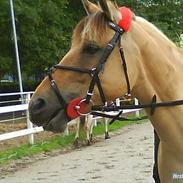 Anden særlig race Yellow  solgt :,(