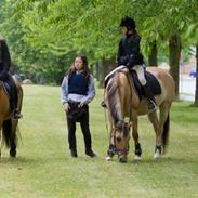 Anden særlig race Yellow  solgt :,(