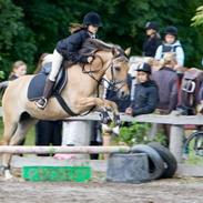 Anden særlig race Yellow  solgt :,(