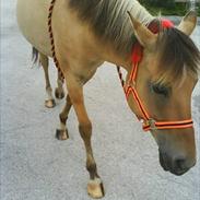 Anden særlig race Yellow  solgt :,(