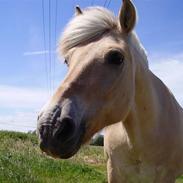 Fjordhest Pelle 