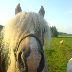 Haflinger Freja