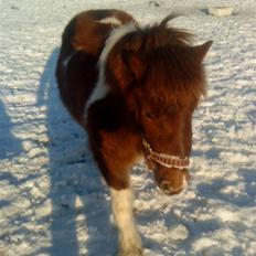 Anden særlig race Grøndahls Pepsi (Pepser)