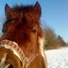 Anden særlig race Grøndahls Pepsi (Pepser)