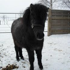 Miniature Emilie Bredager