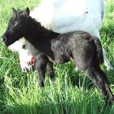 Miniature Emilie Bredager