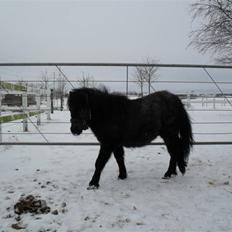 Miniature Emilie Bredager