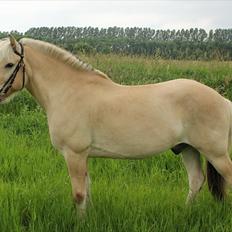 Fjordhest Pepsi pony