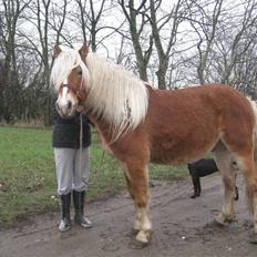 Haflinger Blue Star (BS)