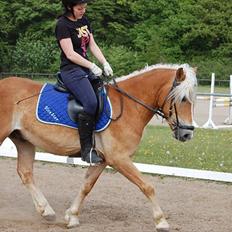 Haflinger Blue Star (BS)