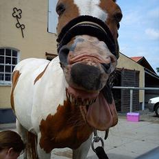 Pinto Beauty 'stjerneponyen!' 