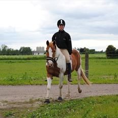 Pinto Beauty 'stjerneponyen!' 