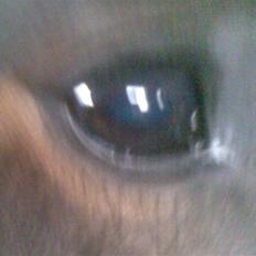 Koldblodstraver domiq