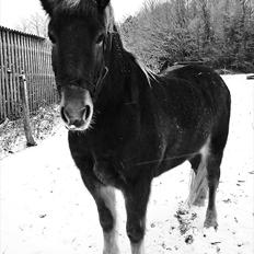 Islænder Herodes <3