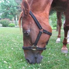 Sportsaraber (A) Felicia!<3 tildhest r.i.p