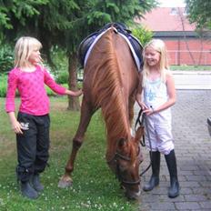 Sportsaraber (A) Felicia!<3 tildhest r.i.p