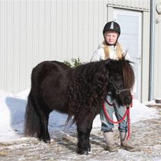 Shetlænder Aspera"s Eriska