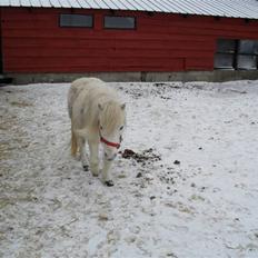 Miniature Emma Bredager