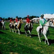 Anden særlig race Sambo