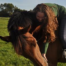 Dansk Varmblod Lucky Two