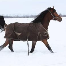 Dansk Varmblod Roosgårdens Casido 