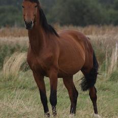 Dansk Varmblod Roosgårdens Casido 
