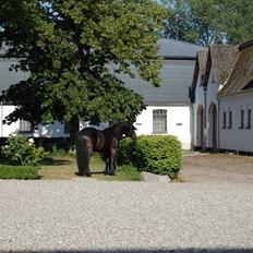 Nordsvensk Skovhest Elvis 