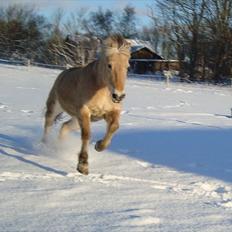 Fjordhest Flicka Solgt
