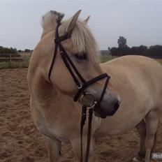 Fjordhest Flicka Solgt