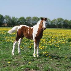 Anden særlig race Åbygårds DJ *DØD*