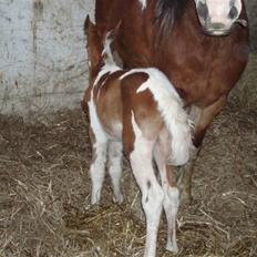 Anden særlig race Åbygårds DJ *DØD*