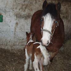 Anden særlig race Åbygårds DJ *DØD*