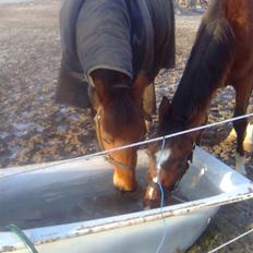 Anden særlig race Ibsalon