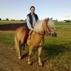 Haflinger Røgtergårdens Nougat*RIP*