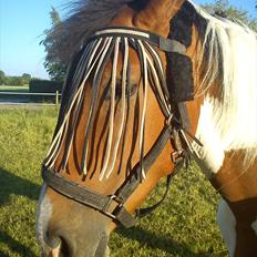 Anden særlig race Obelix