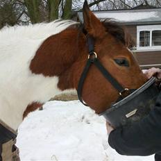 Anden særlig race Obelix