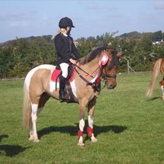 Pinto Holleskovgårds Teckla.