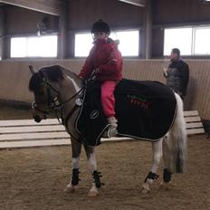 Pinto Holleskovgårds Teckla.