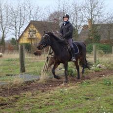 Traver Golden Flamingo