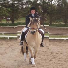 Fjordhest Lyngbjergs Frederik (R.I.P)