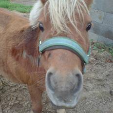 Shetlænder Mille  #SOLGT#