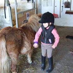 Shetlænder Mille  #SOLGT#
