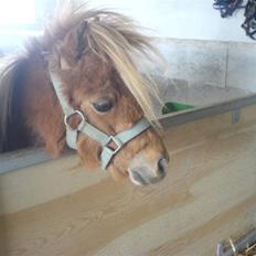 Shetlænder Mille  #SOLGT#