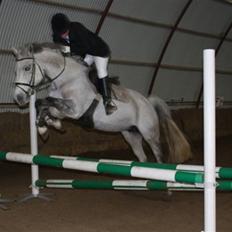 Dansk Varmblod Ny Quilinde Marie DeRoyal