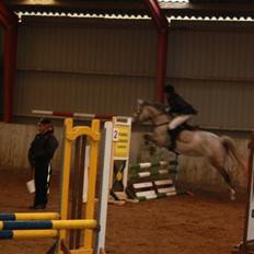 Dansk Varmblod Ny Quilinde Marie DeRoyal