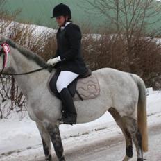 Dansk Varmblod Ny Quilinde Marie DeRoyal