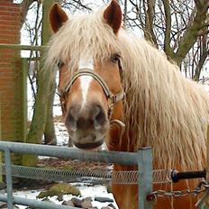 Haflinger Ginni af Kastanjegård